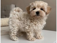 Teacup Maltipoo Yavrular
