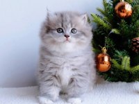 Blue pofuduk british longhair yavru