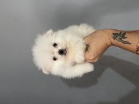 Teacup ayı surat pomeranian boo yavrular