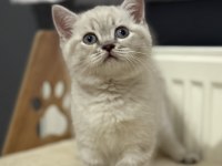 Uygun british shorthair mavi gözlü son bebekler