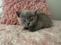 British shorthair 40 günlük dişi