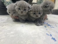 British scottish shorthair erkek kediler