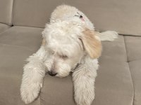 Pasaportlu aşıları eksiksiz köpeğimiz