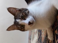 10 aylık kedimizi sahiplendirme