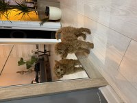 Poodle 2,5 aylık