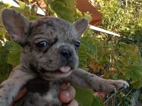 Anne altından eşsiz sağlıklı french bulldog yavrularım