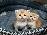 Show Kalite Orange British Shorthair Ny12
