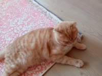Scottish Fold kırık kulak kedimiz yeni yuvasını arıyor