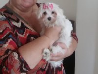 Maltese Terrier Adrese Teslim, Kapıda Ödeme Yapabilirsiniz