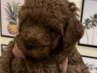 KALİTELİ POODLE YAVRULAR EV ORTAMINDA
