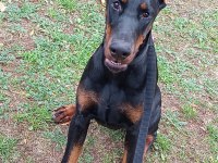 Doberman şecereli best anatomi