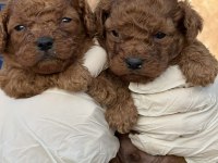 Toypoodle sevimli yavrular ruhsatlı çiftlik 