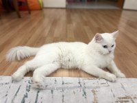 British longhair bluepoint