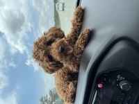 Toy poodle 1 yaşında