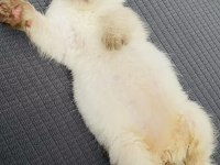 Scottish Fold Kedimizi Sahiplendirme