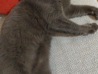 Eşyaları ile verilecek british shorthair