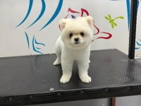 Uysal Pomeranian 2 Yaşında