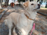 Küçük Irk Köpeğimize Yuva Arıyoruz