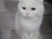 Scottish fold 2 aylık yavru