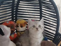 SİLVER TABBY YAVRULARIMIZ BRİTİSH SHORTHAİR