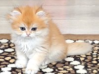 British Golden