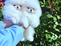 Pomeranian boo teddy