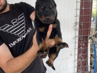 Üst Kalite King Doberman Yavruları