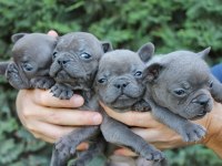 EGZOTİC FRENCH BULLDOG YAVRULARIMIZ