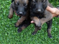 Belçika Malinois Bebekler