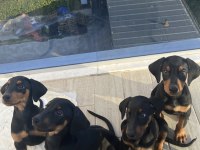 Satılık Safkan Doberman Yavruları