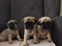 Pug yavrularımız