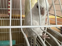 albino lutino kafes sultan