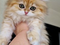 Safkan Bebek BLH British Longhair