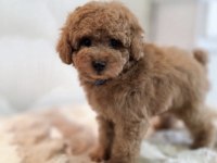 Toy Poodle Köpeği