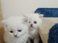 British shorthair ve british longhair