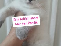 Bu güzellik kediden her evde olmalı