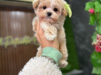 Süslü maltipoo bebek
