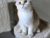 Safkan British shorthair Ny 11 iki yavru dişi ve erkek