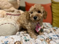 Bir avuç mutluluk poodle