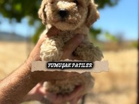 Toy Poodle Dişi Ve Erkek