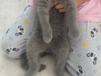 3 aylık british shorthair kedimiz
