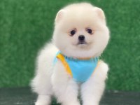Tatlı pomeranian yavrular