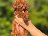  AŞILI ÇİŞ EĞİTİMLİ TOY POODLE