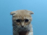 Evin neşesi geldi scottish fold
