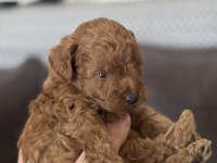 Harika Kalitede Toy Poodle Yavrularımız