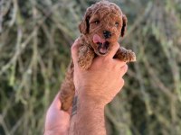 Sağlık Irk Garantili Poodle Yavrular Yeni Yuvasını Bekliyor