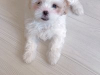Acil Sahiplendirme Maltese Terrier