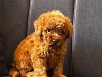 Toy poodle safkan