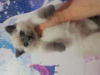 Asalet soydan gelir british shorthair