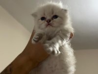 Rezerve scottish fold lynx point yavrular 25 günlük